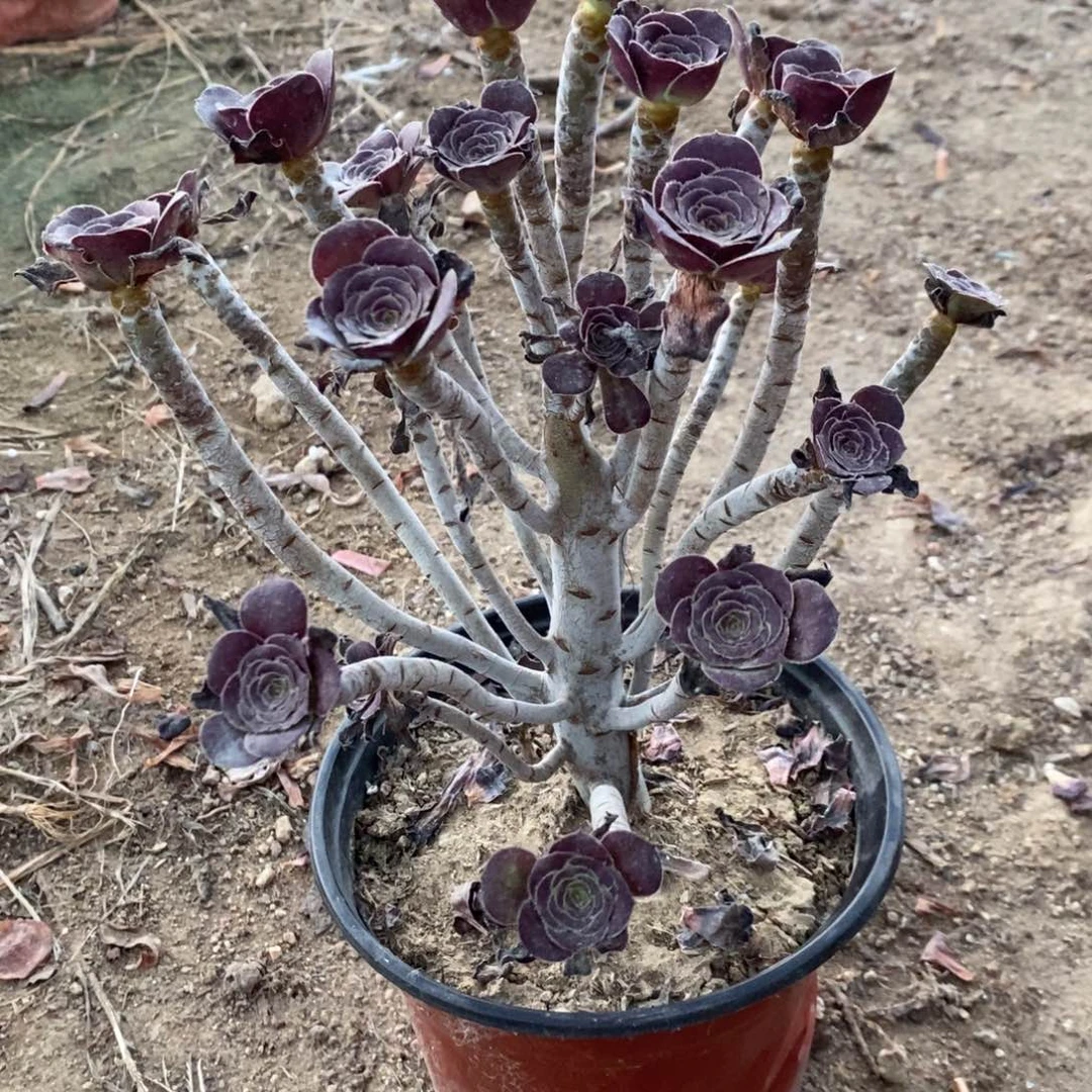 圆叶多肉植物001。