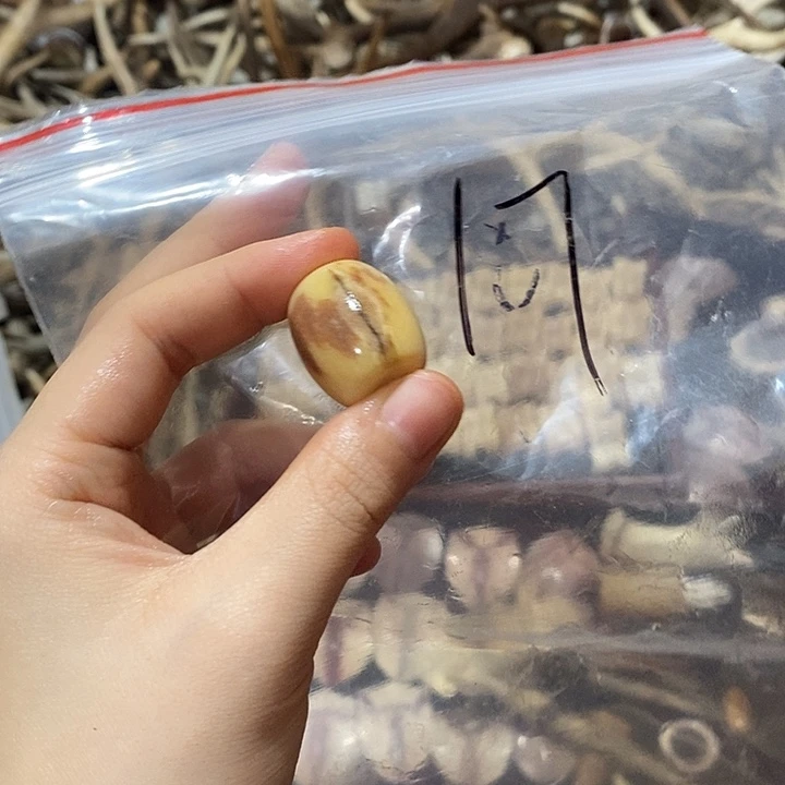 跳****无非金属鹿角鹿角