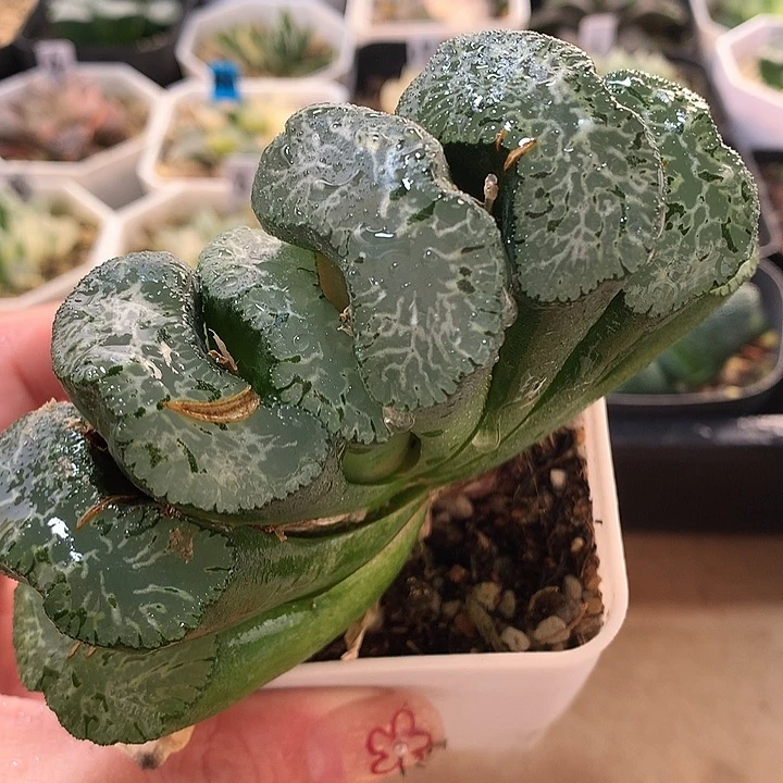 17号玉扇一物一拍
