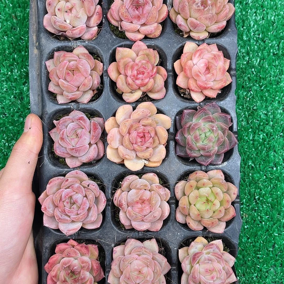 精品多肉一物一拍14-28