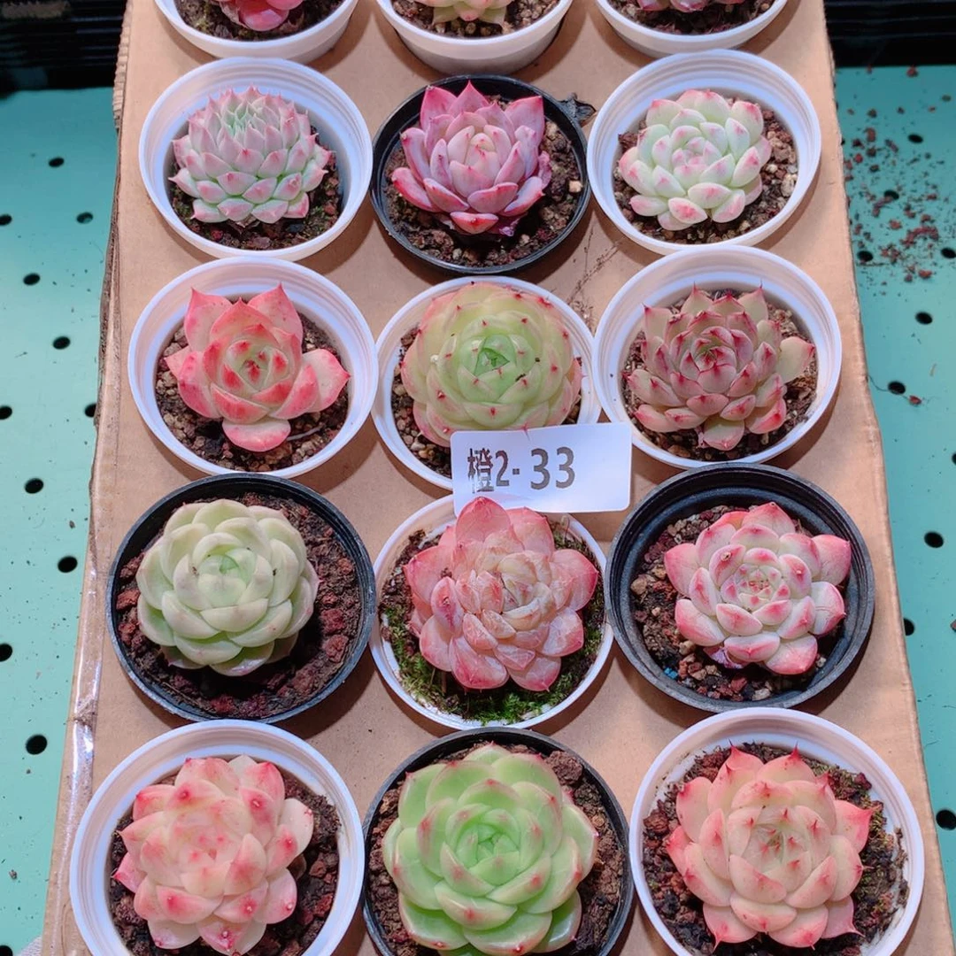 2-33一物一拍多肉带盆18颗