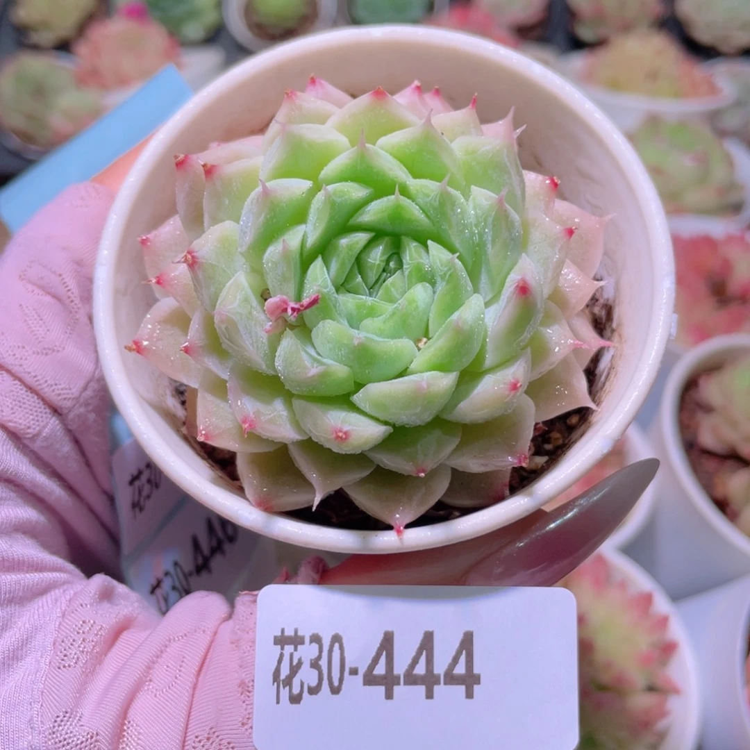 花利美30-444麦秆