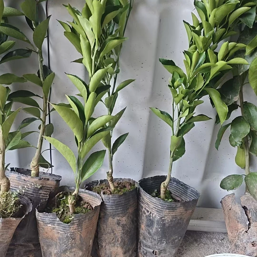 一物一拍绿植园艺盆栽