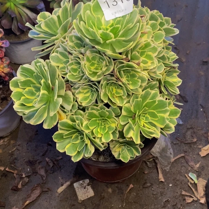 迈巴赫多肉断头不包1310