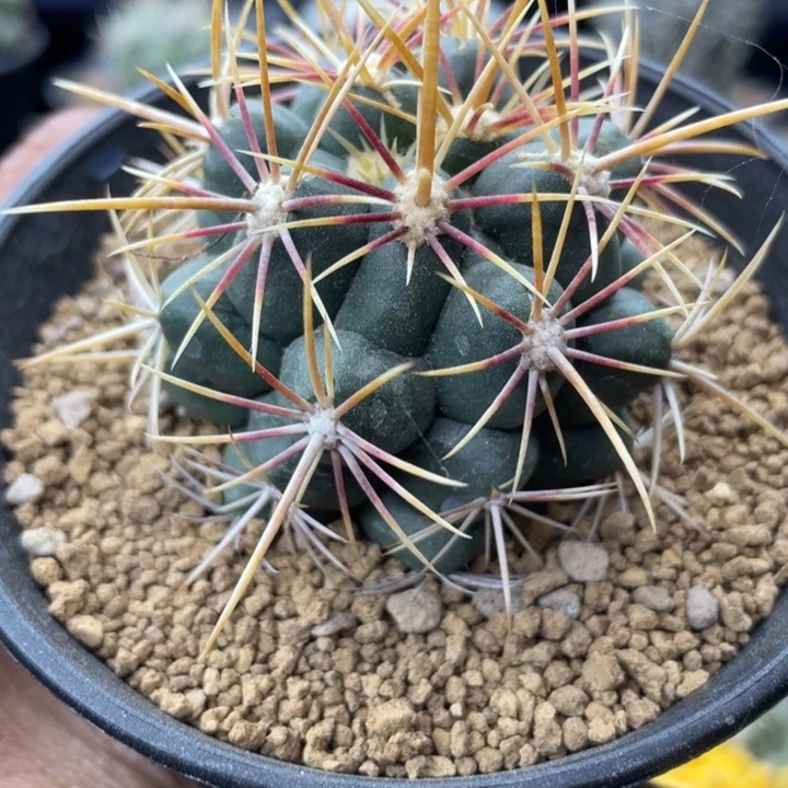 实生大统领一颗包邮