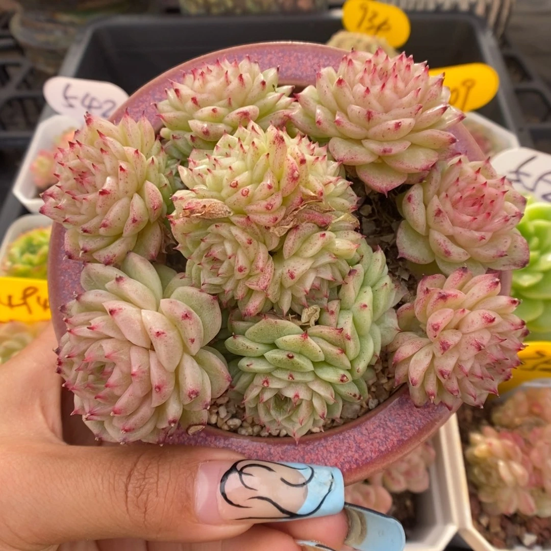 珠光麦秆群生583号。