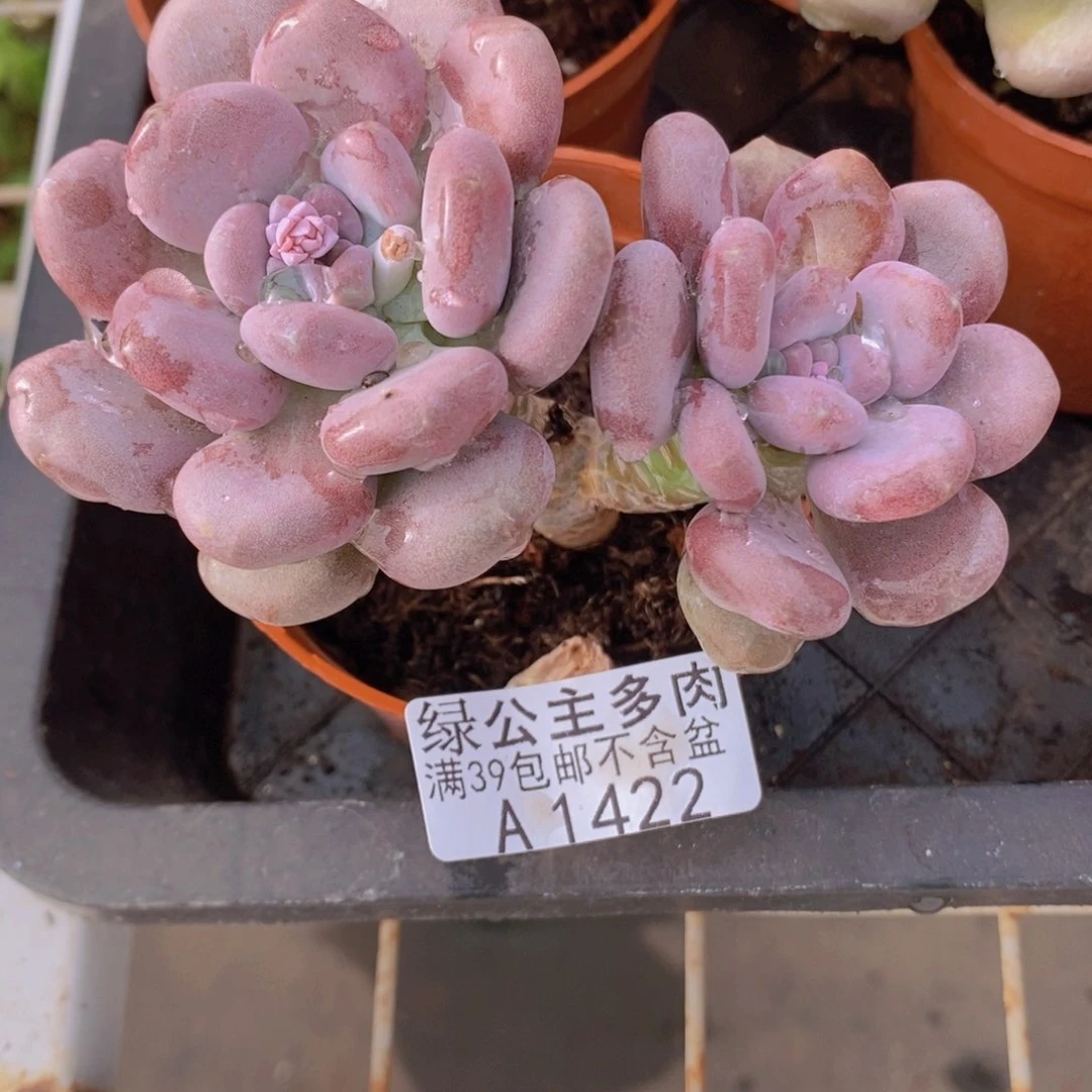 月美人9cm1422多肉植物