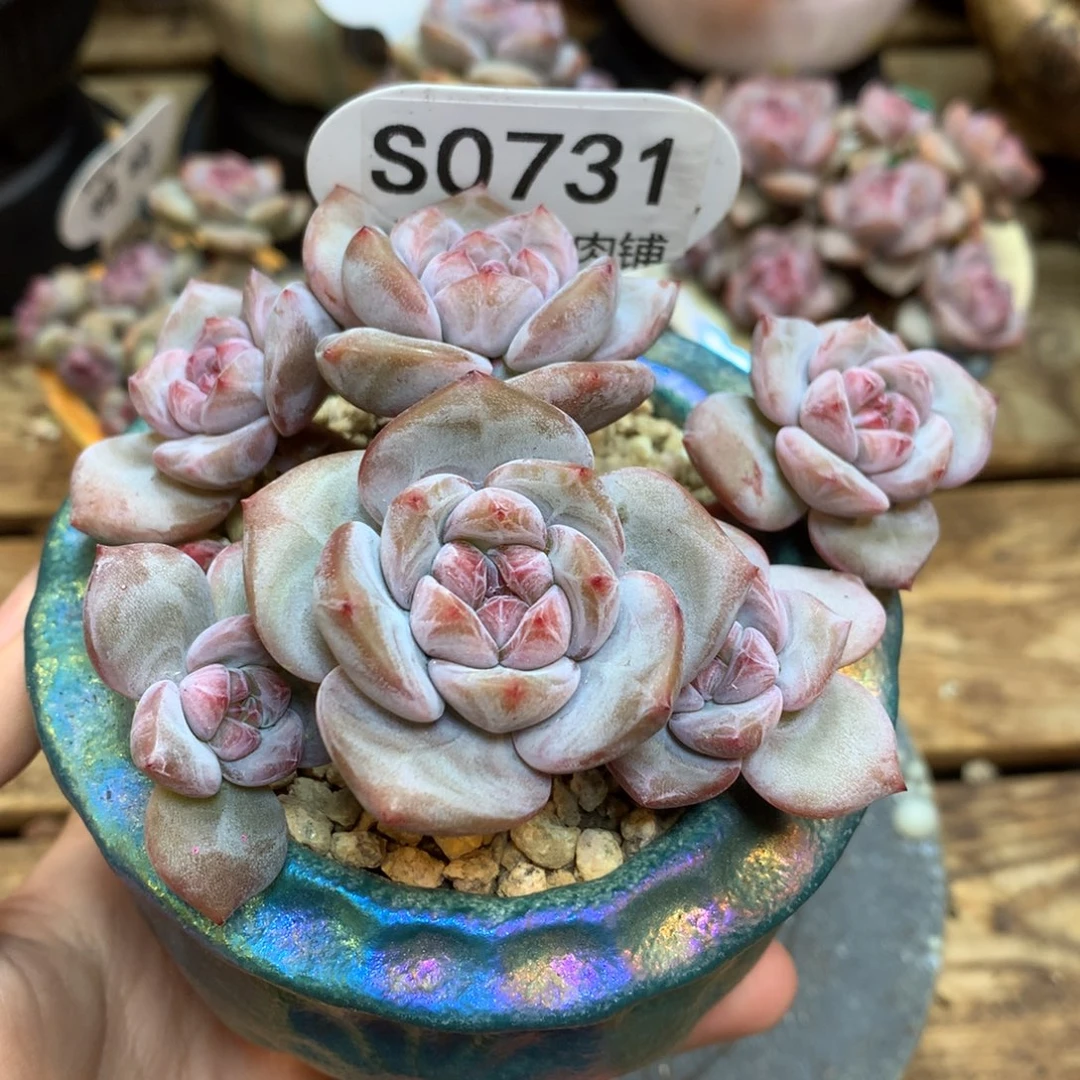 S0731 突尼斯星影 一头一桩