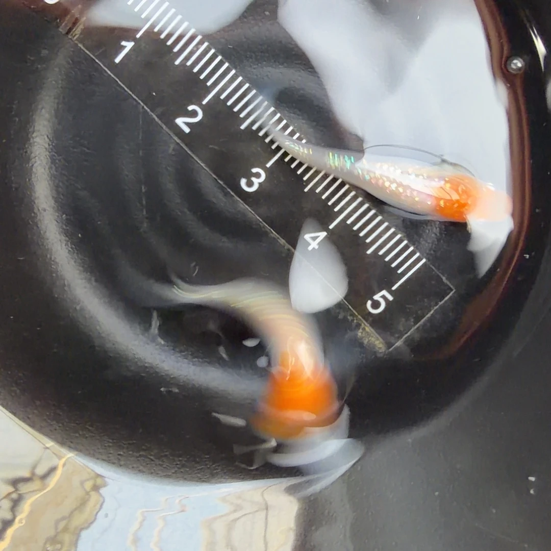 青鳉鱼观背青鳉49