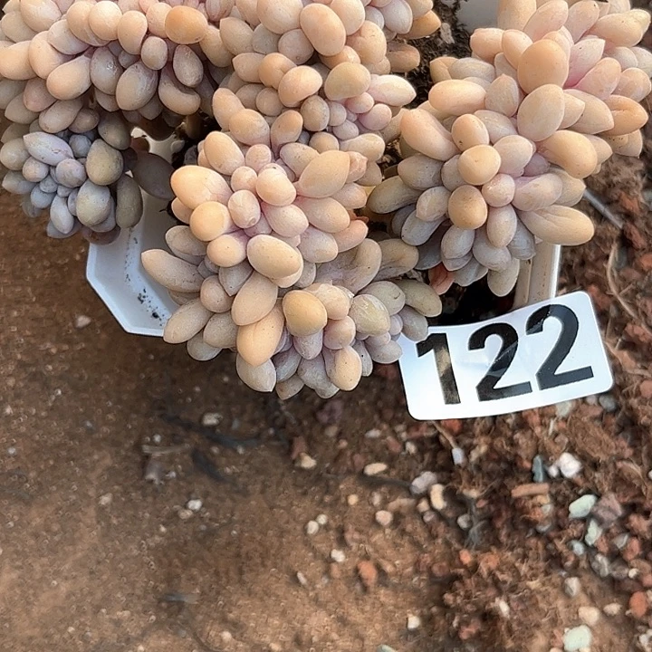 女*子多肉植物一物一拍