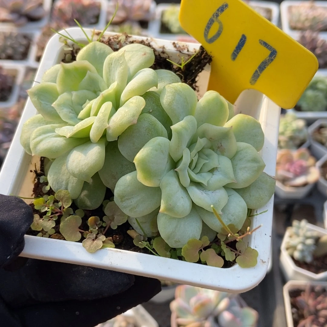 617泡泡纱多肉植物