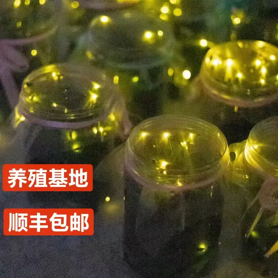 萤火虫人工养殖夜精灵饲养盒瓶子装顺丰包邮送喷雾瓶