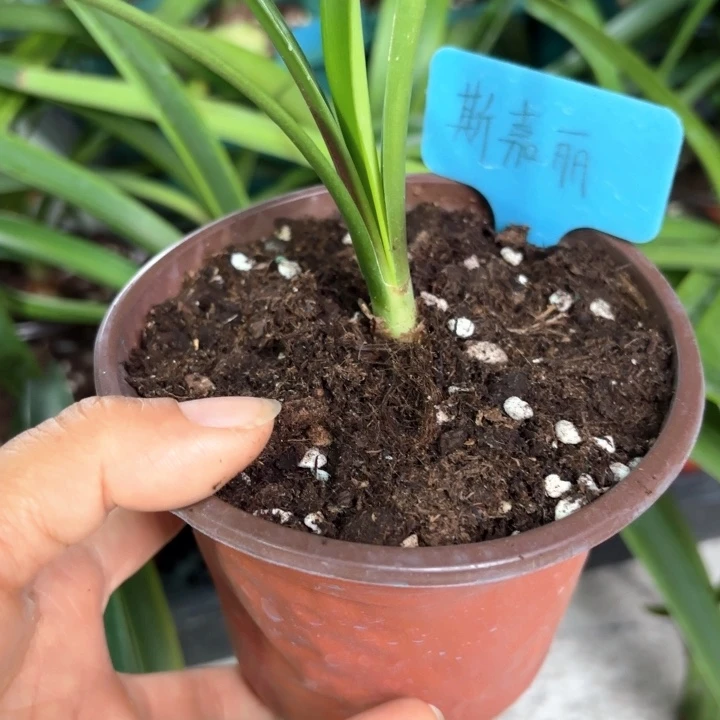 无花朵斯嘉丽铃声2厘米