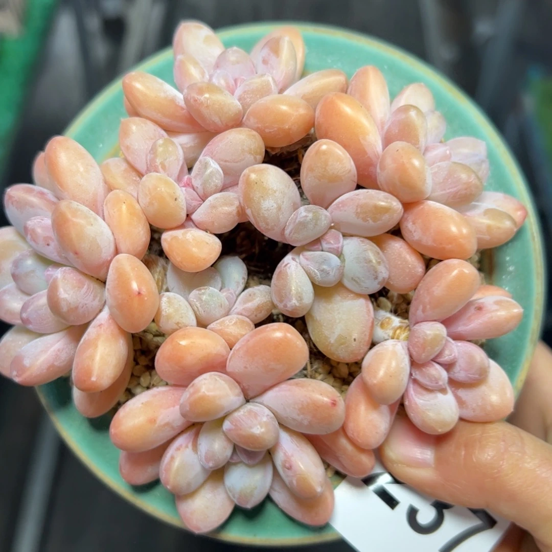 237香玉多肉植物组合盆栽