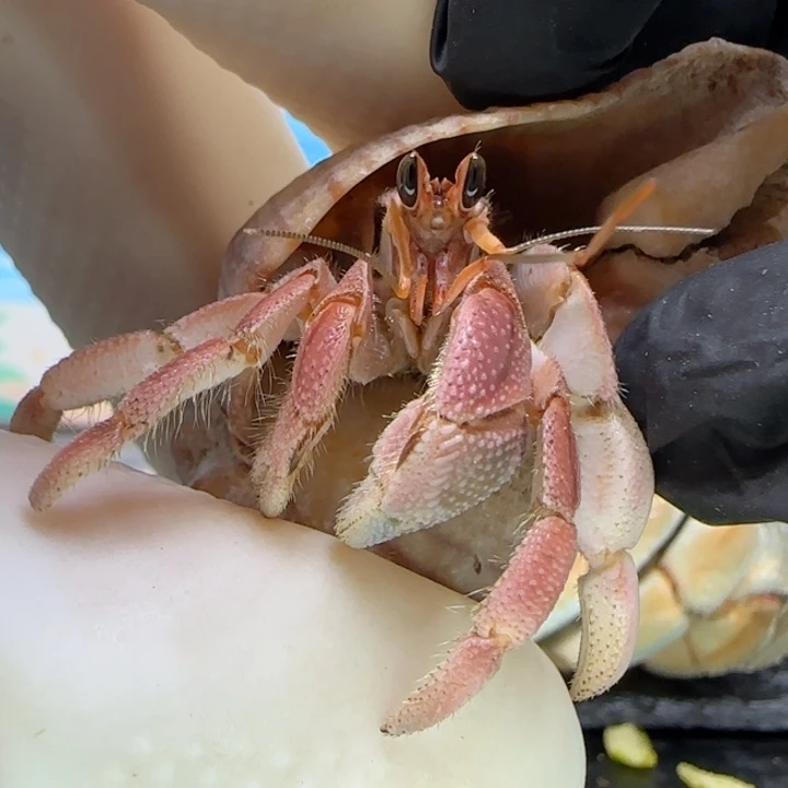 A45粉色 灰白1.7cm口径