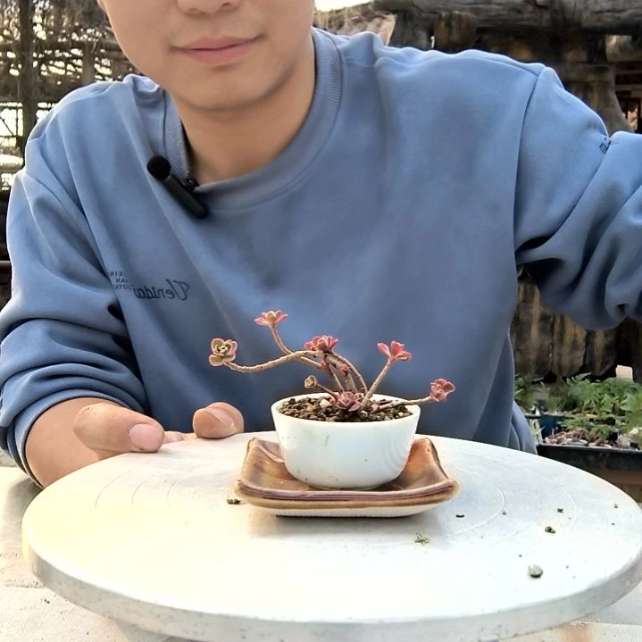 呵**?小盆景小植物一物一拍213