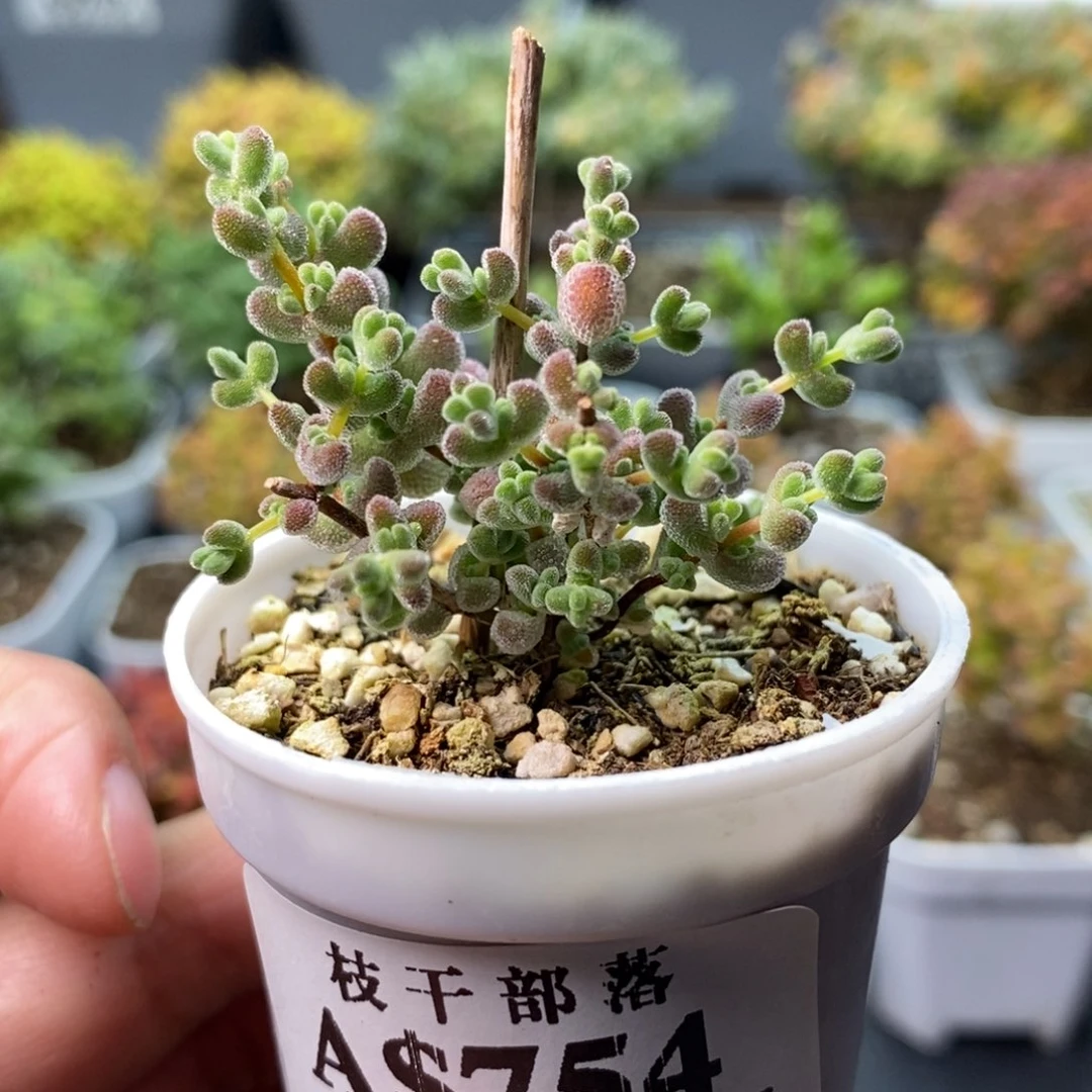 754实生莱斯 。