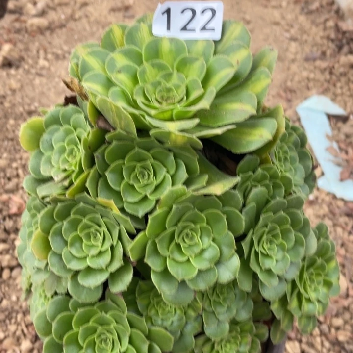无花朵122多肉植物翡翠琉璃