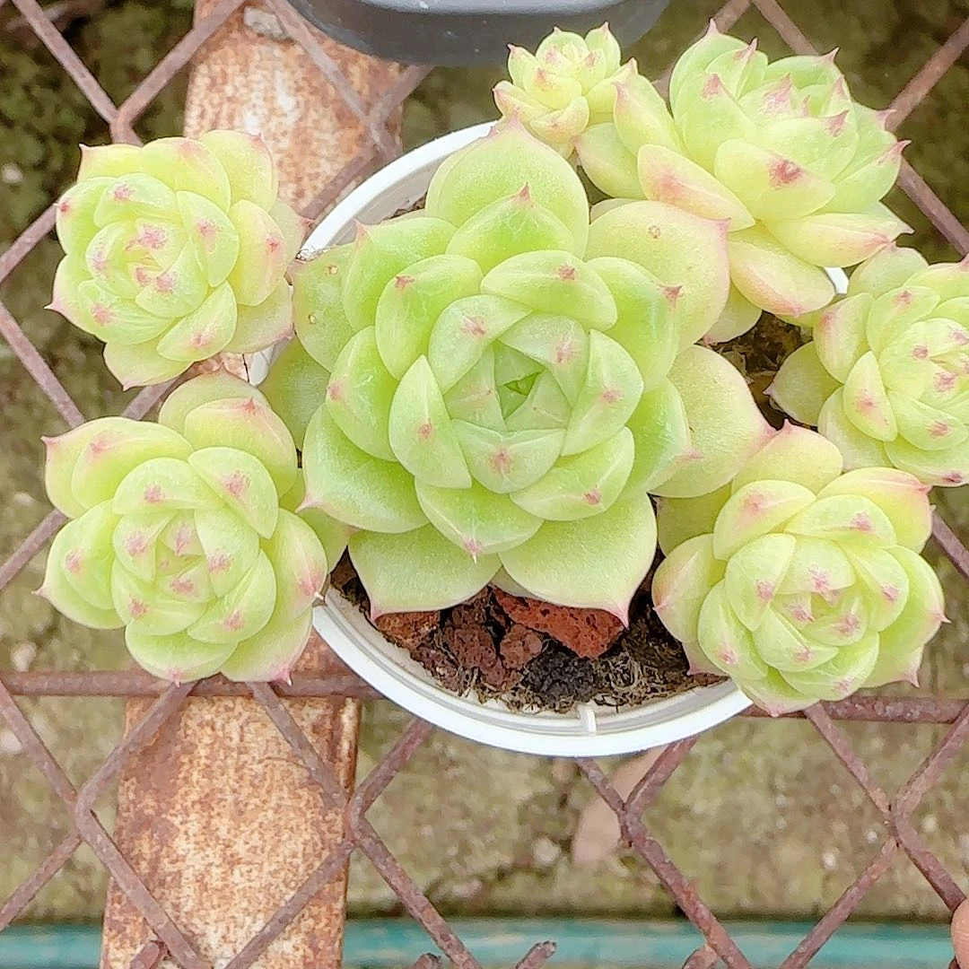 【闪购商品】1006-42（ppt-68）