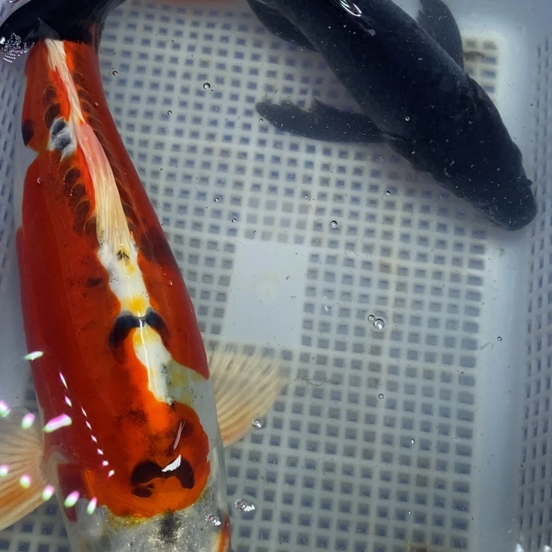 锦鲤冷水锦鲤包邮