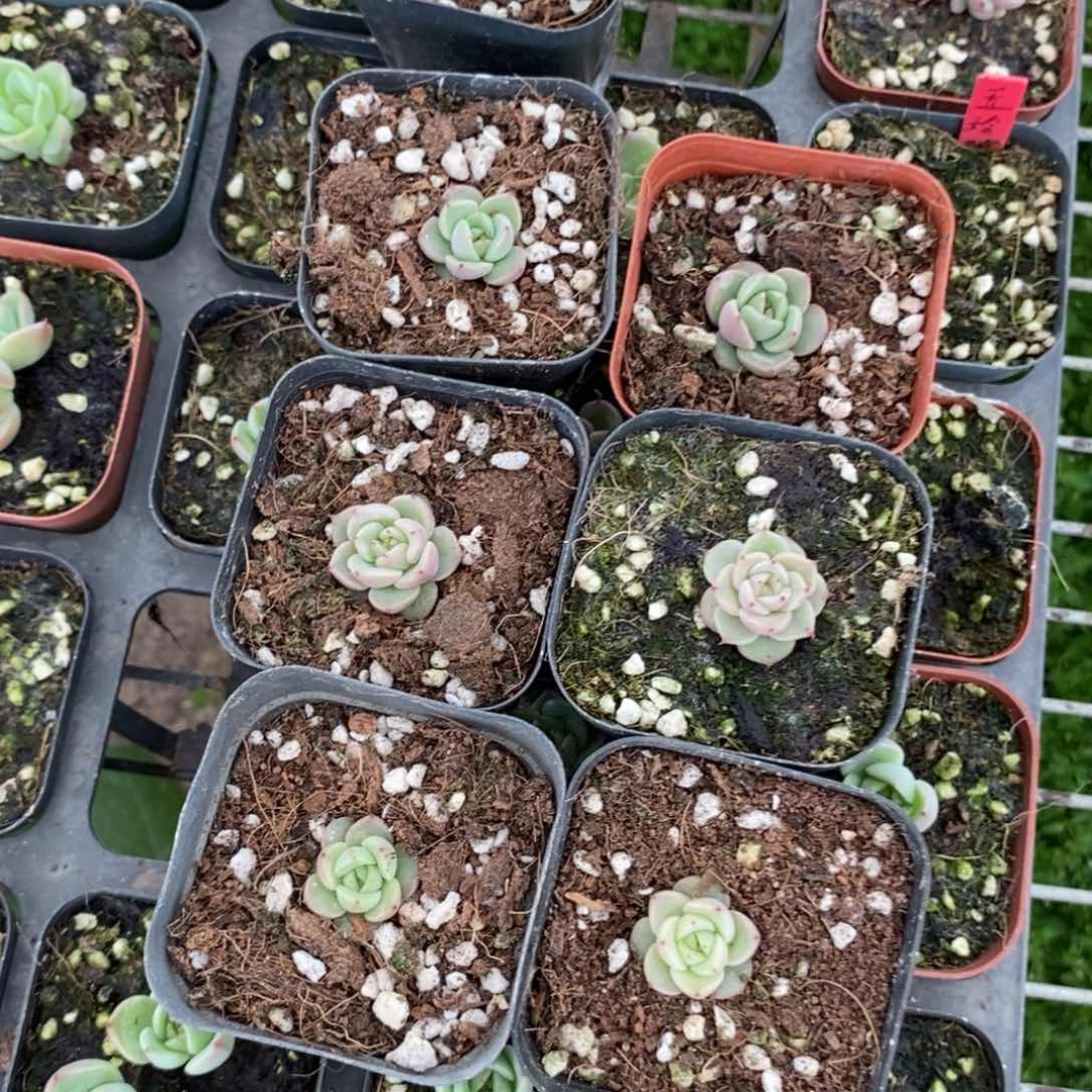 上盆玉玲珑苗一个