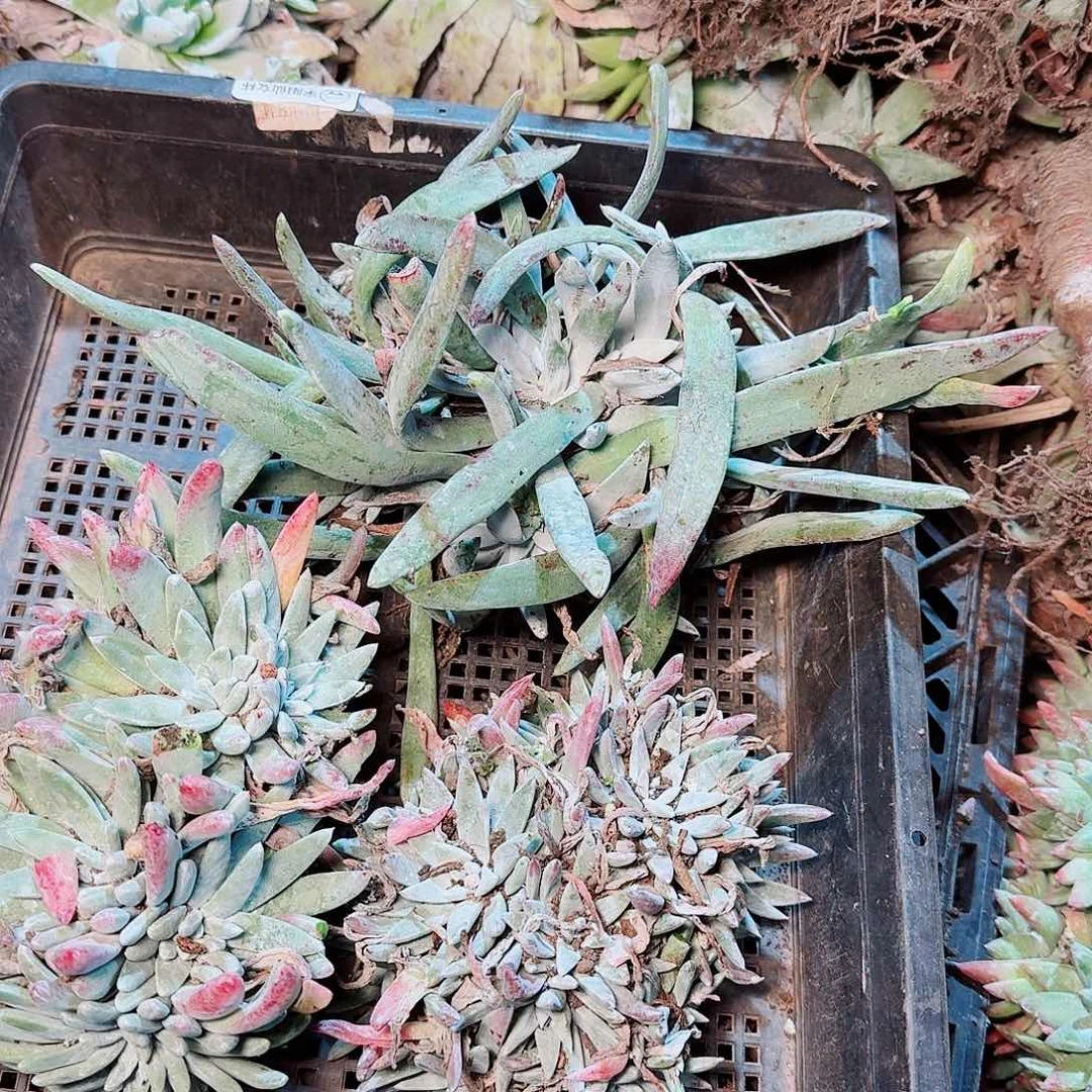 9371瑕疵框拍不售后