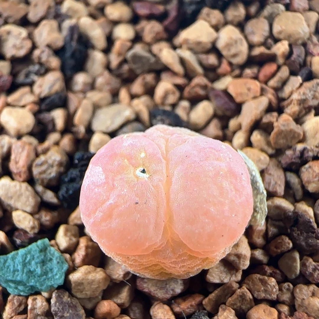 0971/尺寸0.9/紫皮拉登/微瑕/