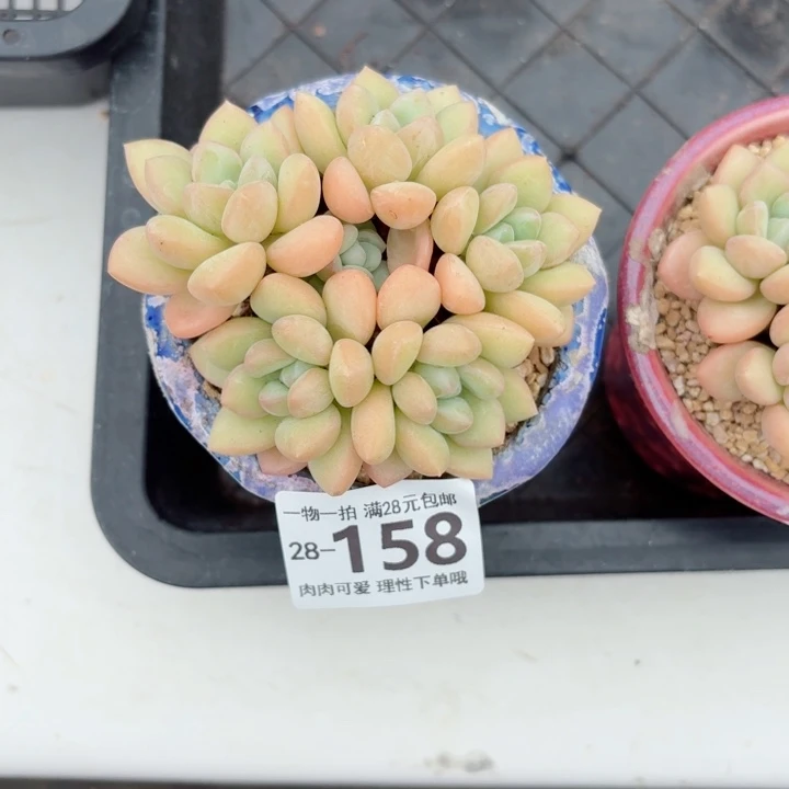 泡泡糖多肉无盆土发货