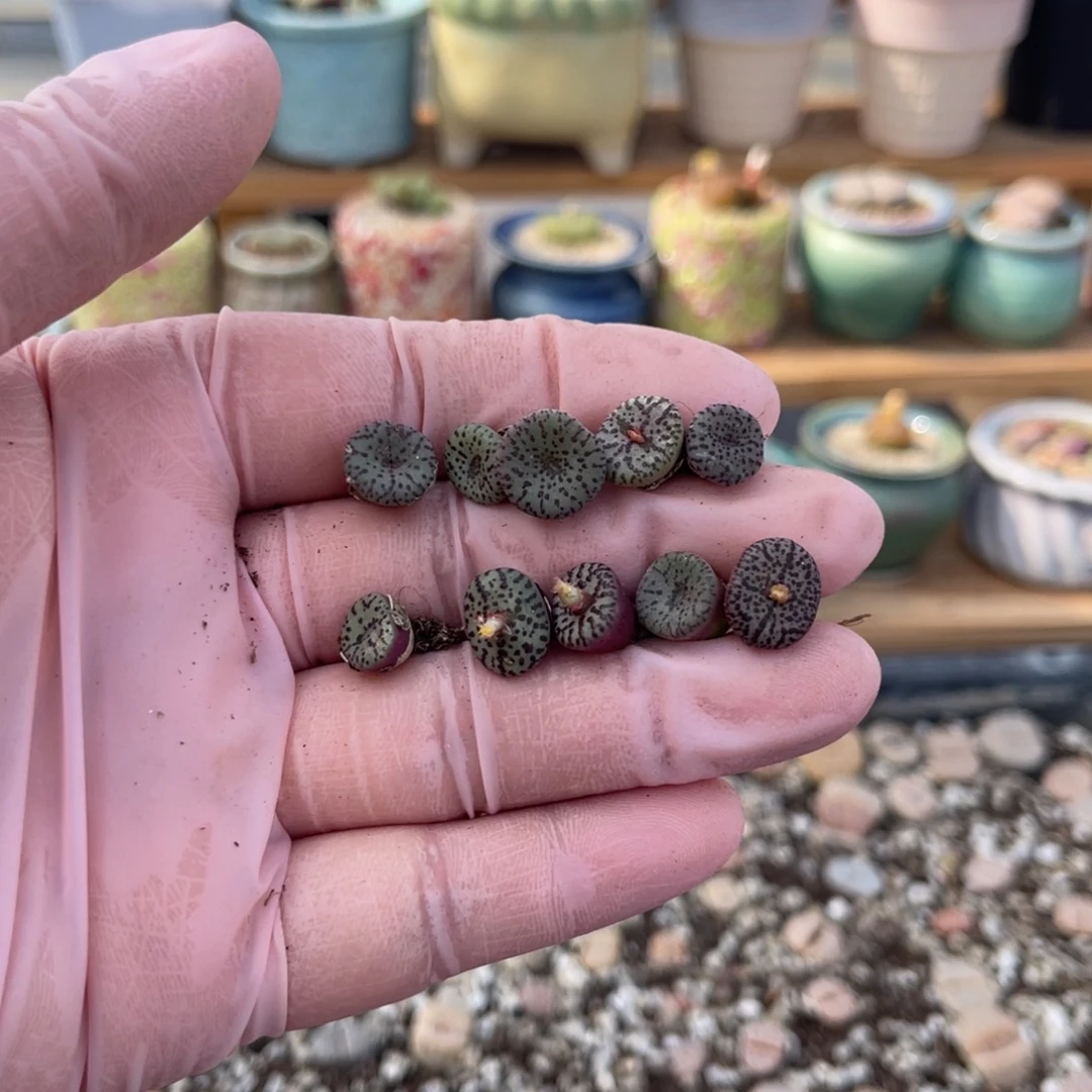 多肉植物一物一拍38