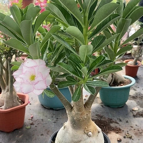 【闪购商品】无花朵天***绿植