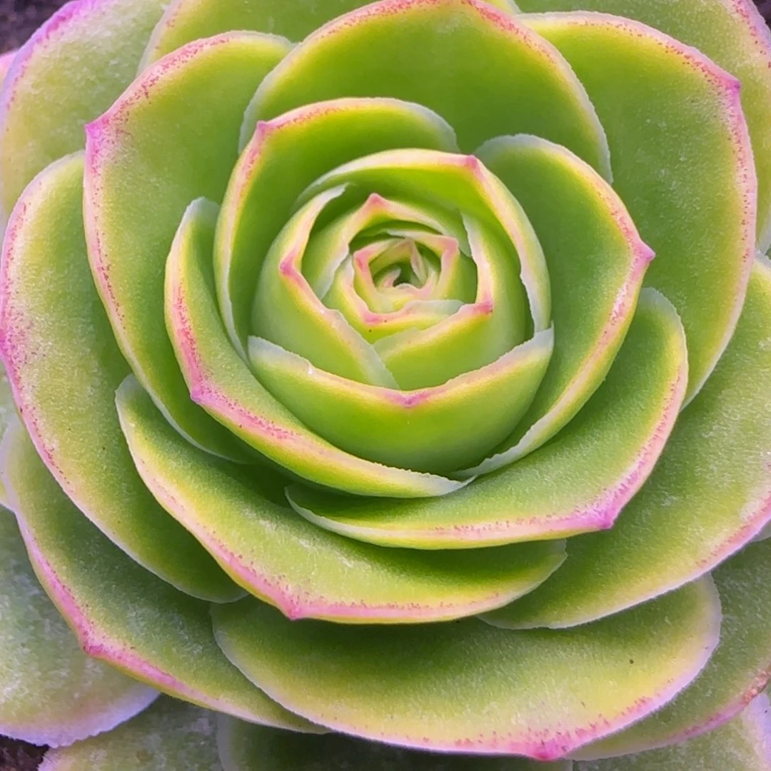 黄体玫瑰5厘米156534353