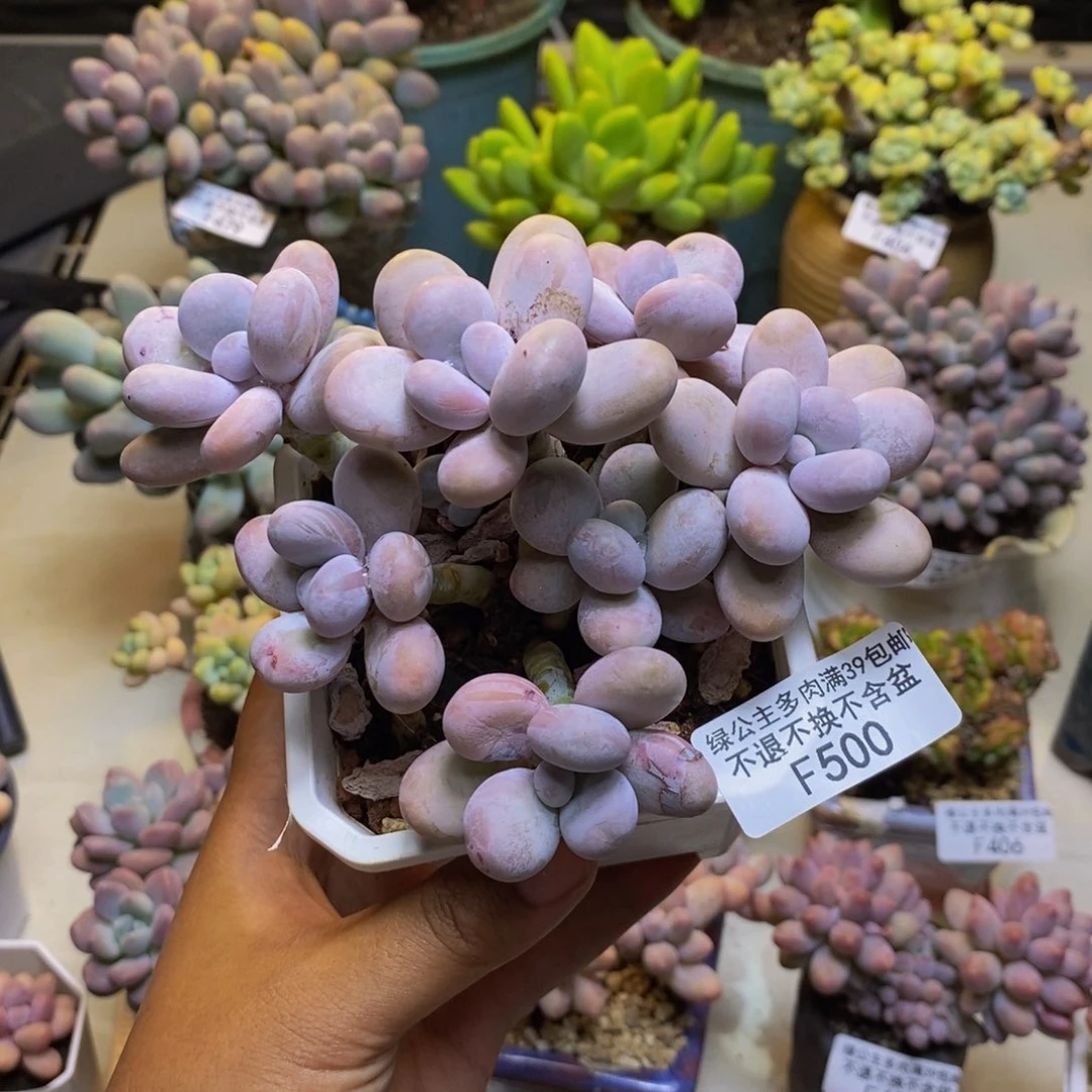 500水光针多肉10cm