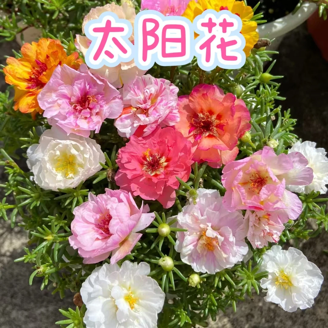 【太阳花】越热越开喜欢阳光蓝色夏季阳台花期超长待机