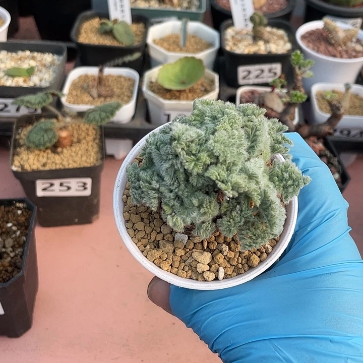 巴***勒296大单头羽叶杨葵