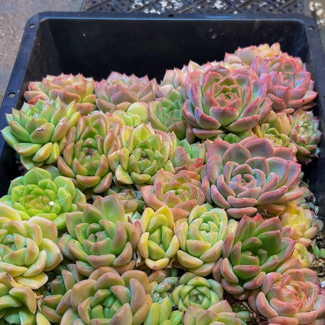 873多肉葡萄干和一个小