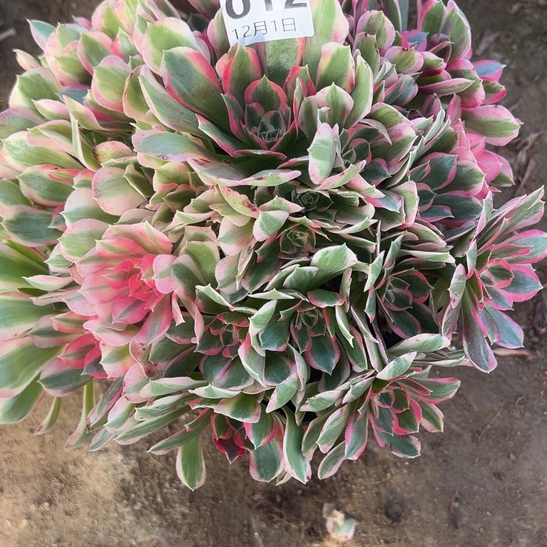 12.1-12妖月多肉植物