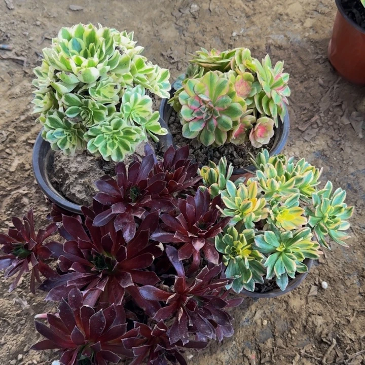 迈巴赫➕倾城➕凤凰➕甜茶19.9