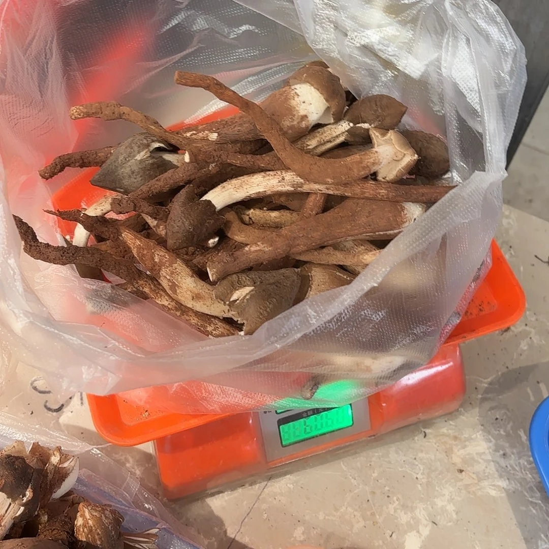 大****云南小表妹野生菌代购中国大陆