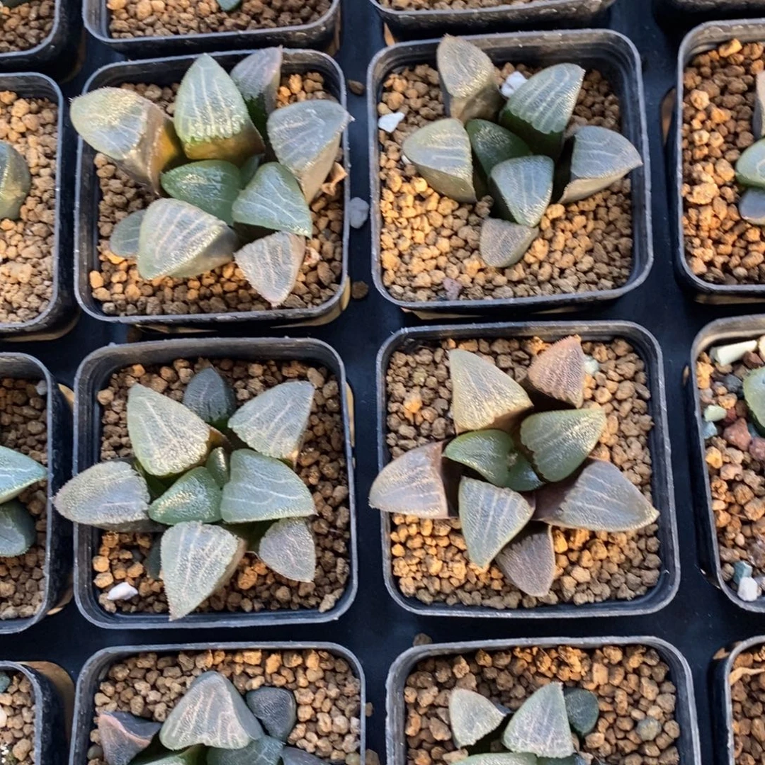 一颗实生大克苗 高货