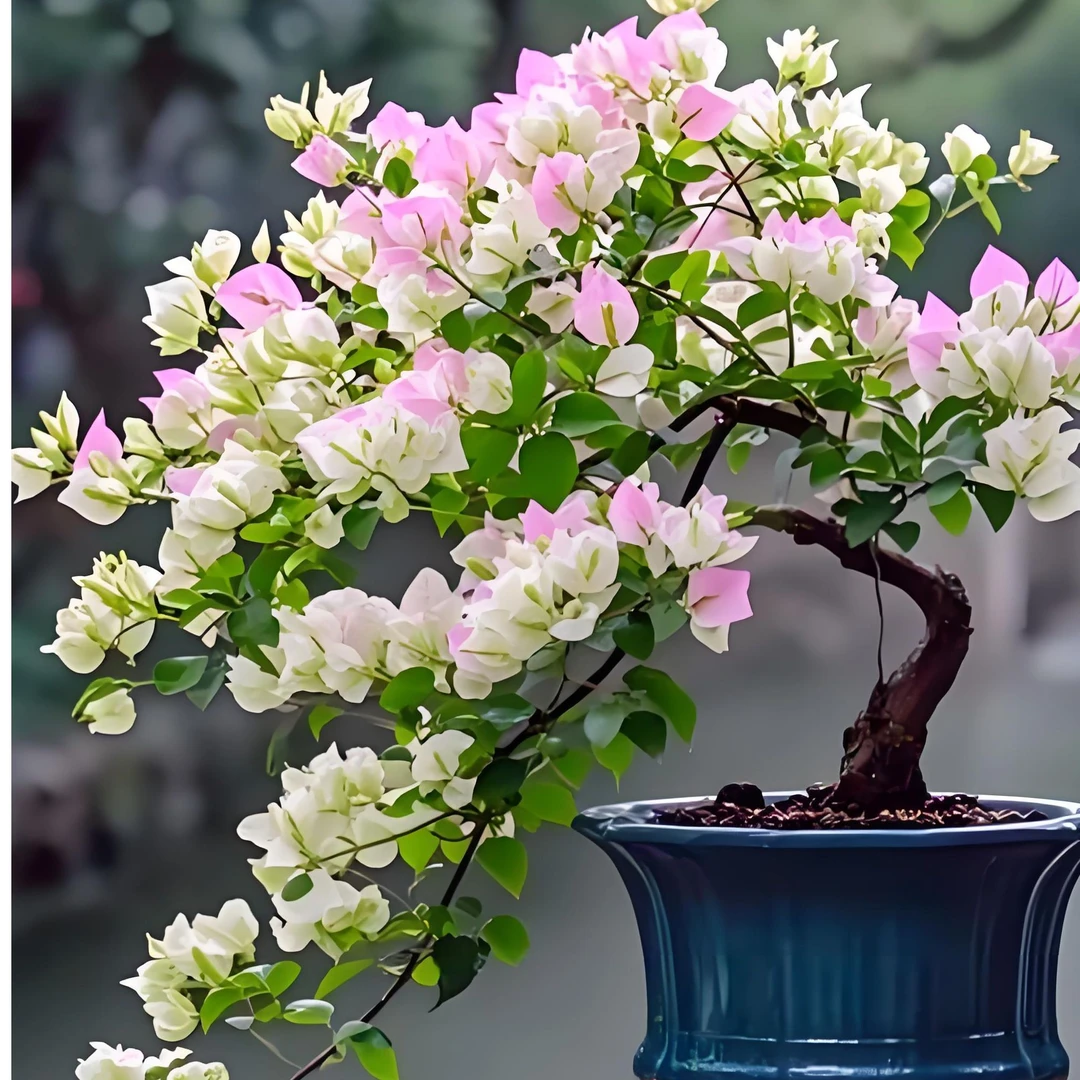【抢购链接】直播间一物一拍 三角梅盆景 茶空间装饰绿植