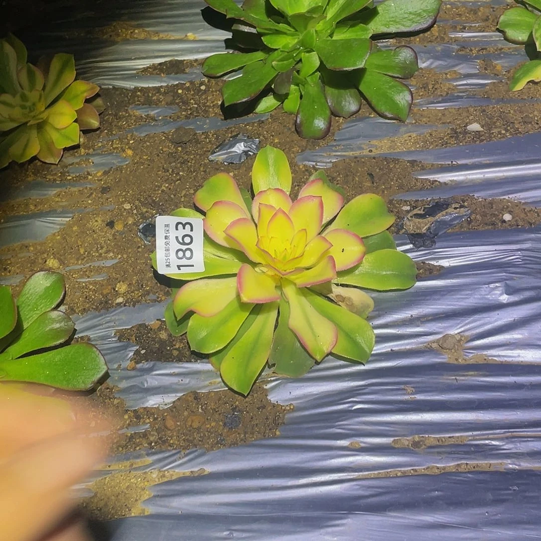 1863洛神樱花多肉植物