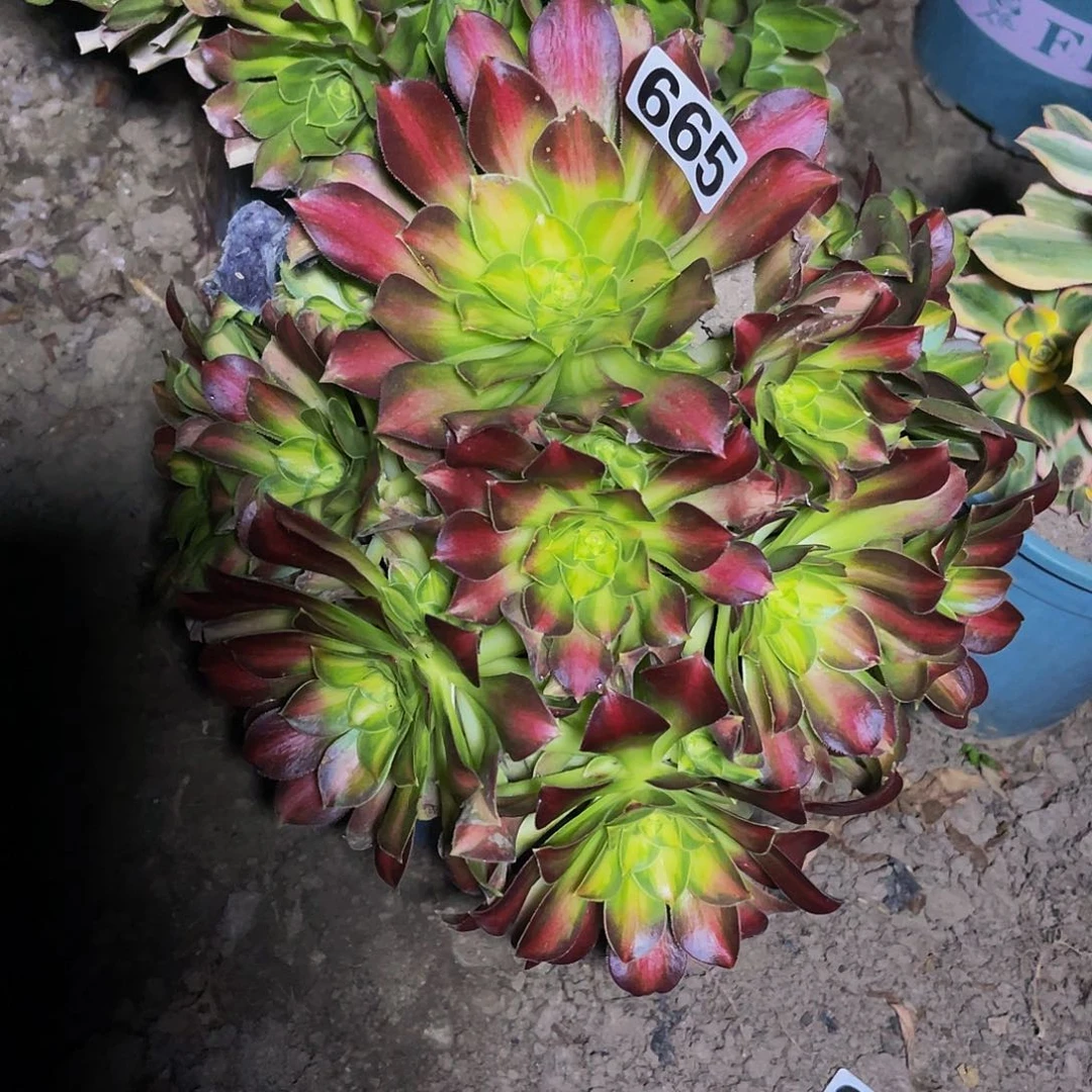 法师法师13/-22包邮法师