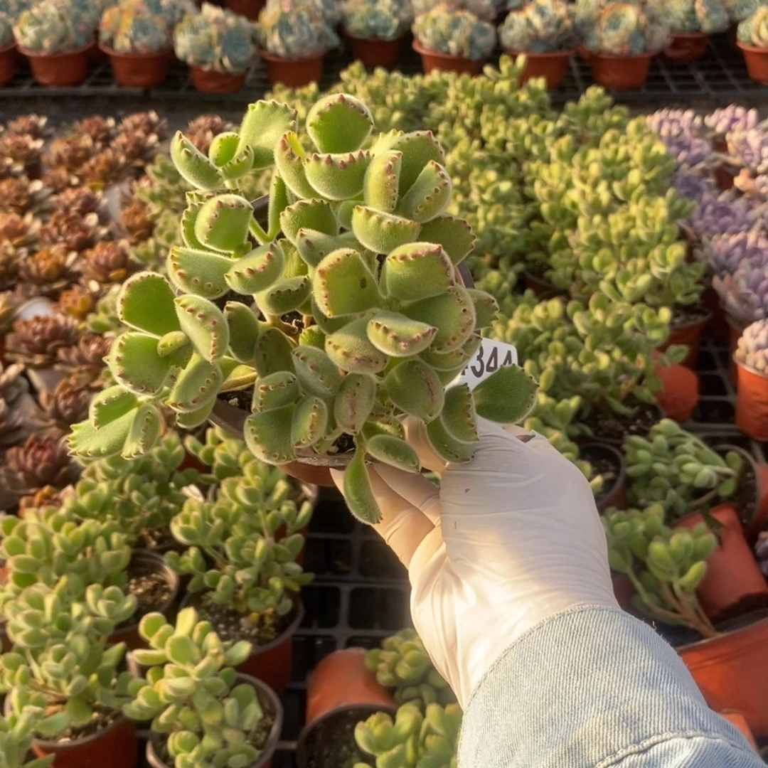 4344熊童子一物一拍