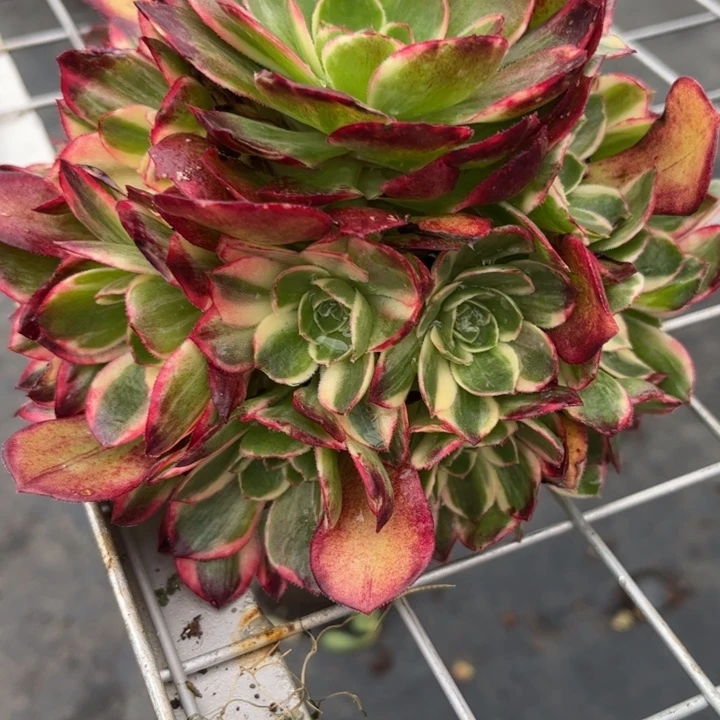 秀***不开花植物黑魔锦嫁接1颗