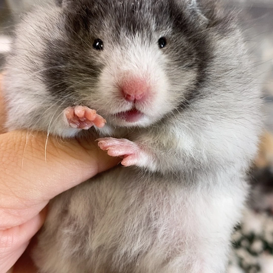 粉丝福利10/19直毛黑波妹妹