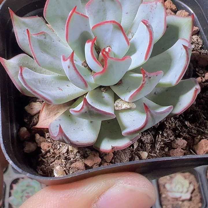 剑司诺娃精品多肉植物大战