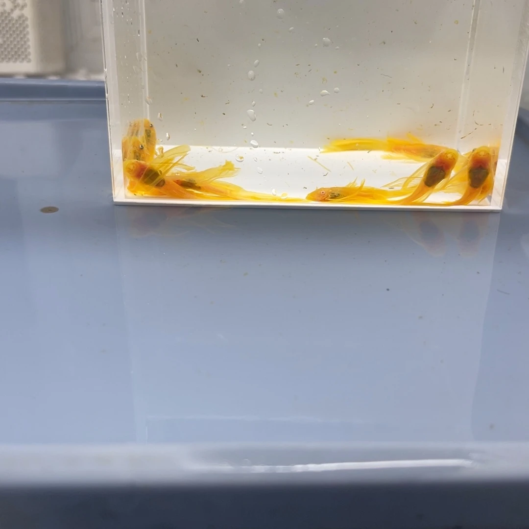 孔雀鱼小帆10条开箱视频报损