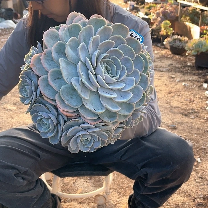 568 蓝色惊喜 一物一拍多肉