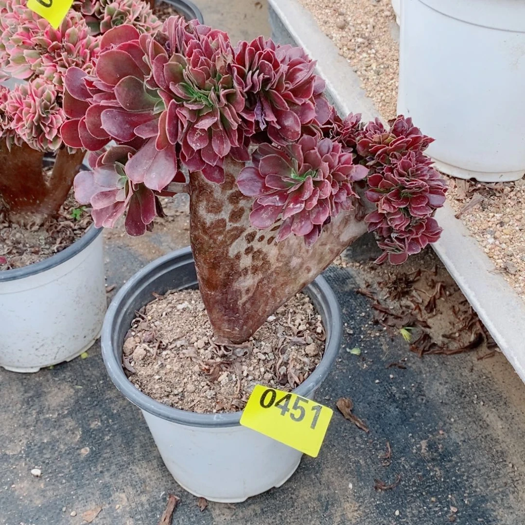 噢紫缀多肉法师0451