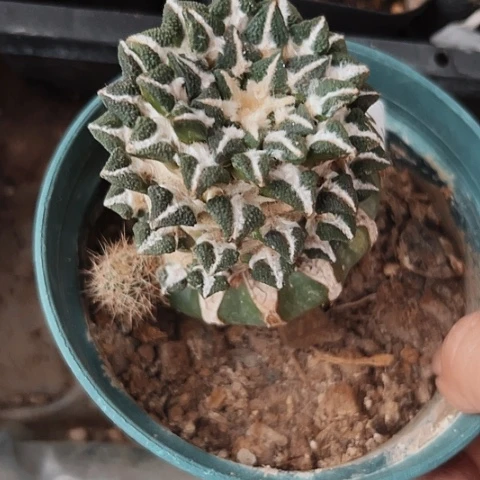 2485黑牡丹特价草球瘦